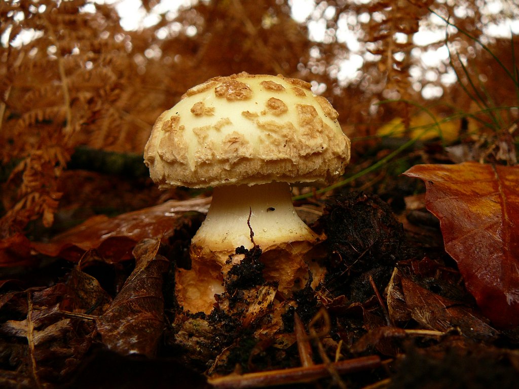 2012-11-04-Mycologie avec l'ANY au carrefour des Bourbiers